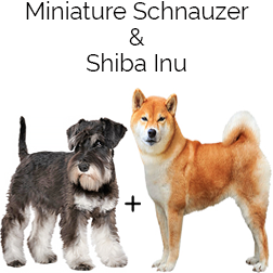 Schnu Dog